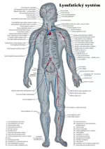 Lymfatický systém, plakát A2